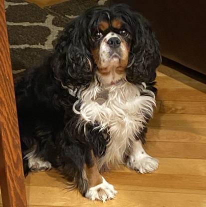 Un Cavalier King Charles Spaniel assis sur un plancher et portant un collier autour du cou