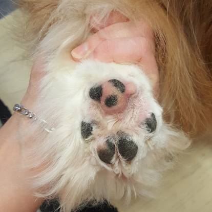 Patte d'un Cavalier King Charles Spaniel