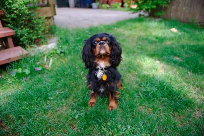 Un Cavalier King Charles Spaniel assis dans un jardin et portant un collier autour du cou