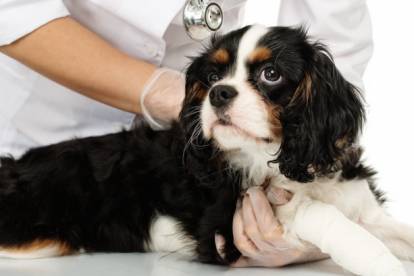 Un Cavalier King Charles Spaniel se faisant examiner par un vétérinaire et ayant une patte bandée