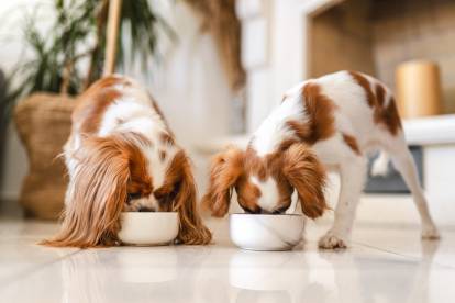Deux Cavalier King Charles Spaniel mangeant dans leurs gamelles
