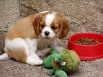 Delphine - Cavalier King Charles Spaniel Mâle (4 mois)