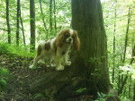 Elena - Cavalier King Charles Spaniel Femelle (1 an)
