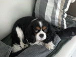 Chopin - Cavalier King Charles Spaniel Mâle (5 ans)
