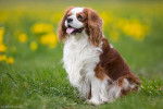 Jackie - Cavalier King Charles Spaniel Femelle (2 ans)
