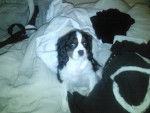 shiroox - Cavalier King Charles Spaniel Mâle (1 an)