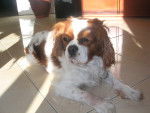 Titou - Cavalier King Charles Spaniel Mâle