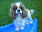 Elena - Cavalier King Charles Spaniel Femelle (1 an)
