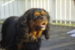 Vanja - Cavalier King Charles Spaniel Femelle (6 ans)