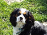 droopy - Cavalier King Charles Spaniel Mâle (6 mois)