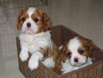 a droite princesse a gauche pepee - Cavalier King Charles Spaniel Femelle (1 mois)
