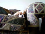 molly - Cavalier King Charles Spaniel Femelle (2 ans)