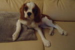 Océan - Cavalier King Charles Spaniel Mâle (4 mois)