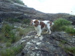 Diamant29 - Cavalier King Charles Spaniel Mâle (3 ans)