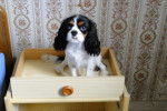 Helsie - Cavalier King Charles Spaniel Femelle (7 mois)