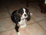 Abyss - Cavalier King Charles Spaniel Femelle (4 ans)