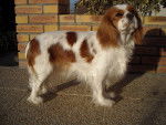 Coco - Cavalier King Charles Spaniel Femelle (2 ans)