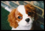 Rubis - Cavalier King Charles Spaniel Femelle (4 mois)