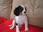 Liss - Cavalier King Charles Spaniel Femelle (4 mois)