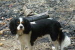 Elfie - Cavalier King Charles Spaniel Femelle (3 ans)