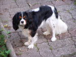Makenna - Cavalier King Charles Spaniel Femelle (5 mois)