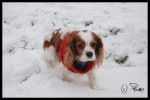 Azou - Cavalier King Charles Spaniel Mâle (8 ans)