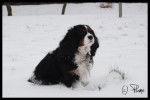 Cima - Cavalier King Charles Spaniel Femelle (6 ans)