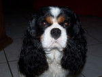 cacao - Cavalier King Charles Spaniel Mâle (3 ans)