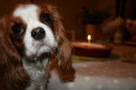 E'Lola - Cavalier King Charles Spaniel Femelle (3 ans)