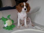 starsky - Cavalier King Charles Spaniel Mâle (4 mois)