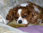Mitsy - Cavalier King Charles Spaniel Femelle