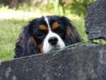 Fébus - Cavalier King Charles Spaniel Mâle (2 ans)