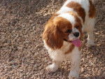 stela - Cavalier King Charles Spaniel Femelle (1 mois)