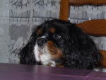rosa - Cavalier King Charles Spaniel Femelle (5 ans)