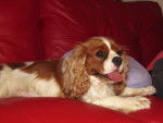 Sarah just chill'en out - Cavalier King Charles Spaniel Femelle (1 an)