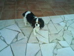 Douce - Cavalier King Charles Spaniel Femelle (2 ans)