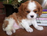 Cavalier King Charles Spaniel - Cavalier King Charles Spaniel Mâle (2 mois)