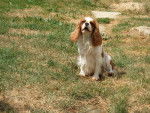 Meiling - Cavalier King Charles Spaniel Femelle (1 an)