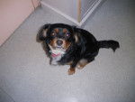Alvina - Cavalier King Charles Spaniel Femelle (2 ans)