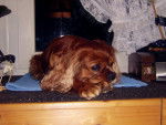 Jessi - Cavalier King Charles Spaniel Femelle (Autre)