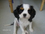 emeraude - Cavalier King Charles Spaniel Femelle (3 mois)