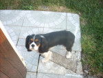 fripouille - Cavalier King Charles Spaniel Mâle (3 ans)