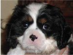Fidji des bois enchantés - Cavalier King Charles Spaniel Mâle (1 mois)