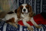 framboise - Cavalier King Charles Spaniel Femelle (4 ans)