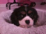 Hinna - Cavalier King Charles Spaniel Femelle (1 an)