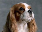 lili - Cavalier King Charles Spaniel Femelle (1 an)