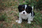 Jappy - Cavalier King Charles Spaniel Mâle (2 mois)