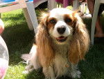Gaya - Cavalier King Charles Spaniel Femelle (5 ans)