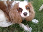 Gaya - Cavalier King Charles Spaniel Femelle (5 ans)