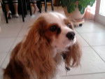 Gaya - Cavalier King Charles Spaniel Femelle (5 ans)